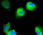 Neuropilin-1 Recombinant Rabbit mAb